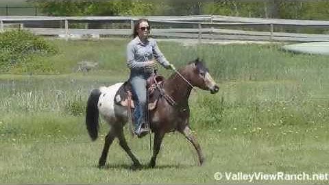 Gypsy  ***For info, price, etc., go to our website*** Valley View Ranch