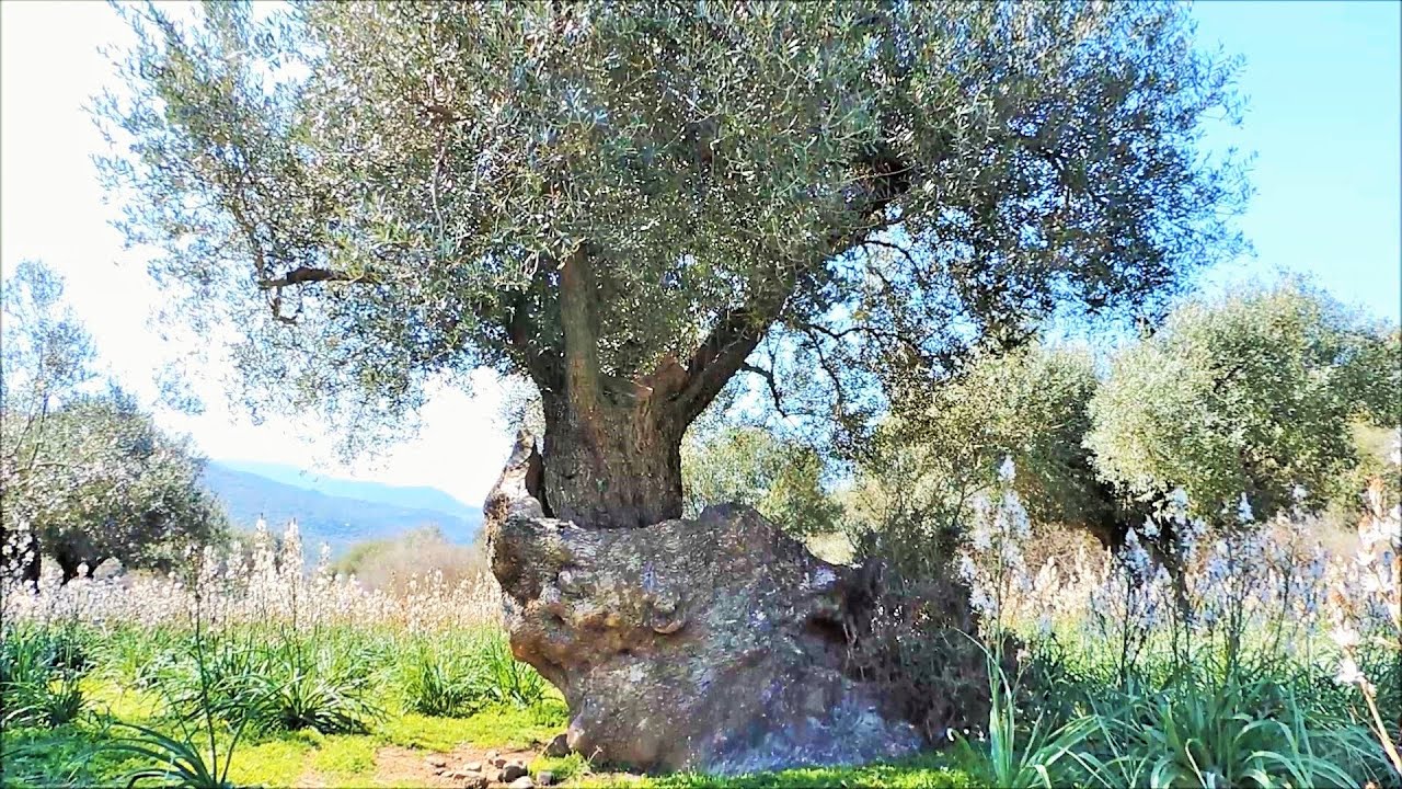 Monumental Olive Trees of Lesvos island in Greece Bonsai inspiration