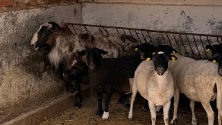 Dorper/Blackbelly Sheep Dorper/Blackbelly Sheep
