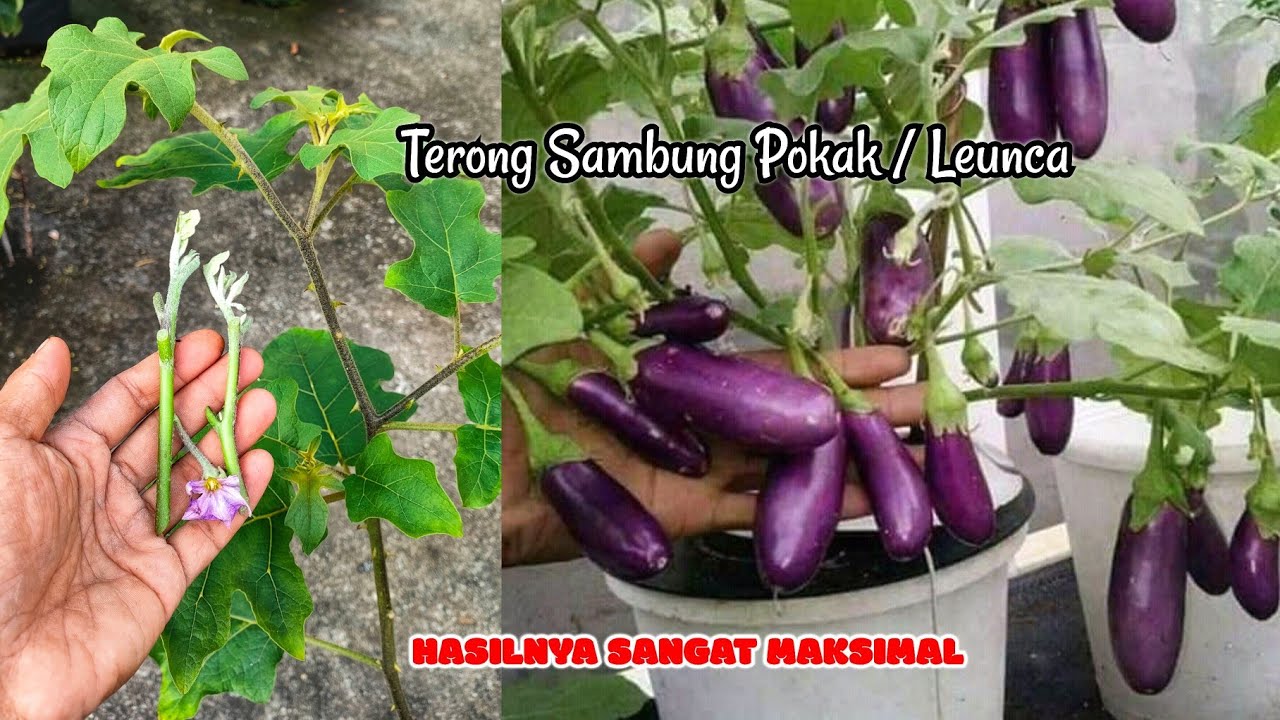 INI HARUS DICOBA ! Cara sambung terong dengan pohon pokak / leunca