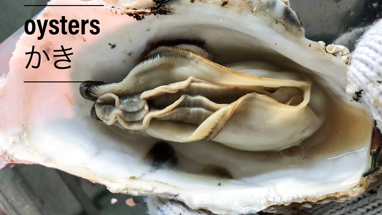 japanese street food oysters カキ YouTube