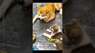 The Cutest Tiny Menace Demanding Playtime! 😂🐕