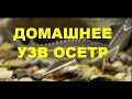 ДОМАШНЕЕ УЗВ ОСЕТР