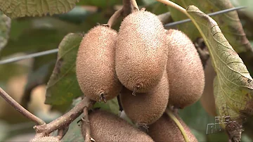 Que nome se dá ao pé de kiwi?