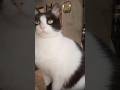 Me mordiste la cola #sora #gatos #cats