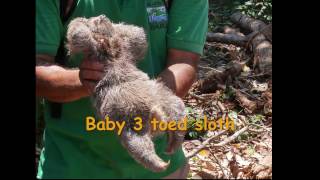 Baby sloth reunited with mother