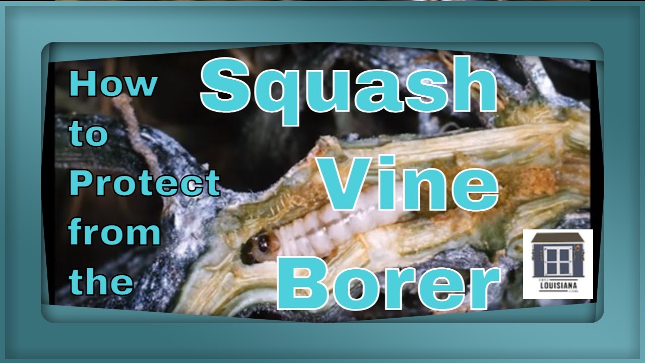 How To Protect Squash From Vine Borer YouTube