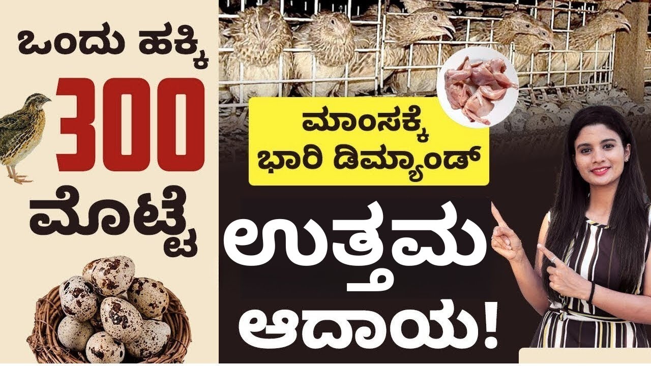Quail Farming Step-by-Step in Kannada | ಗೌಜುಗನ ಹಕ್ಕಿ ಸಾಕಾಣಿಕೆ | Quail Farming In Kannada