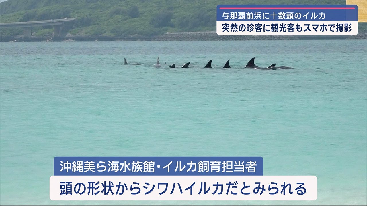 与那覇前浜にイルカの群れ - YouTube