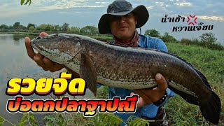 The biggest snakehead ever caught | i.NooCheuaNa