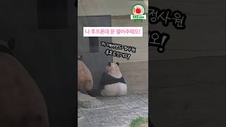 나 후프로인데 문 열어주떼오! #후이바오 #루이후이 #huibao