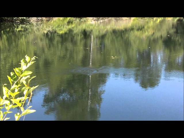 Catching Bass on the Bombshell Turtle 