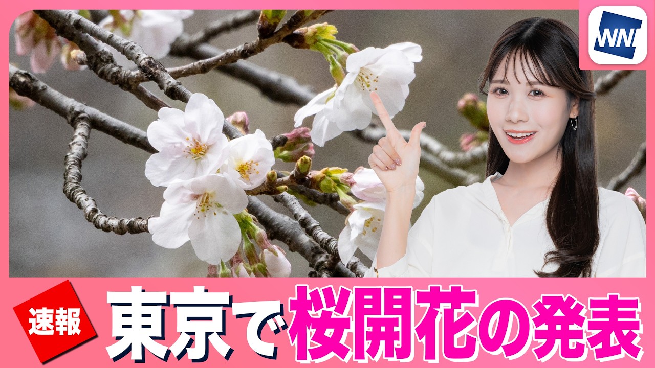 Tokyo Cherry Blossom Blooming Announcement] 5 days earlier than