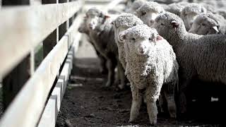 Supply chain traceability: REDA Group