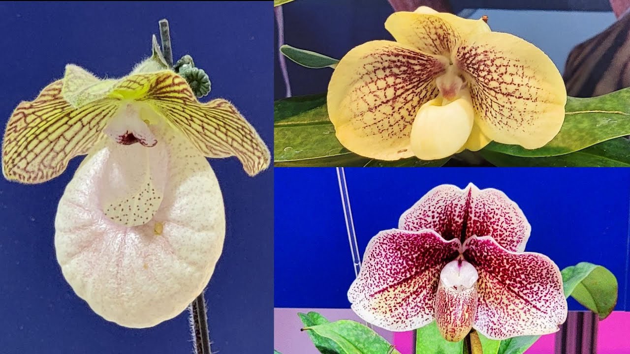 2023台灣國際蘭展-仙履蘭競賽花展示（全記錄）Taiwan International Orchid Show-Paphiopedilum