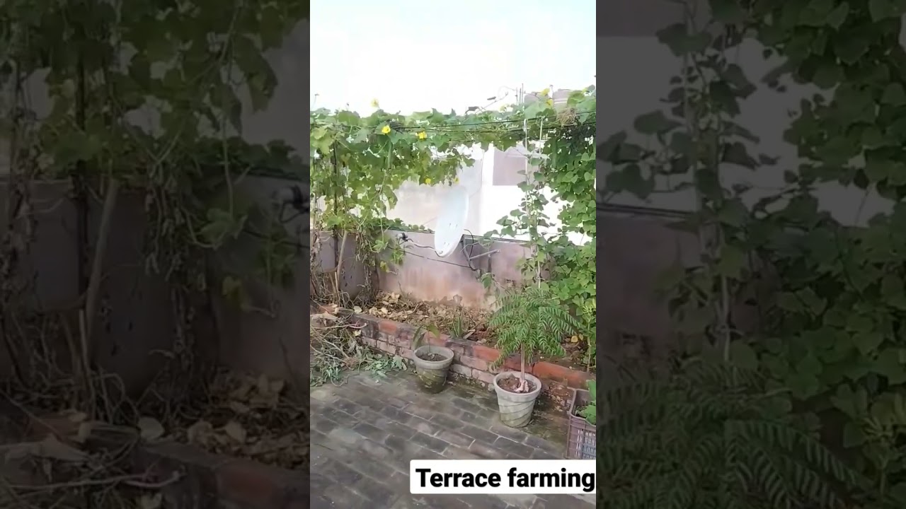 terrace farming