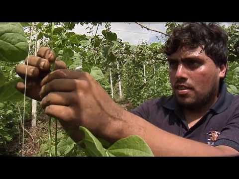 Video: Cuidado de los frijoles de cera amarillos: cultivo de frijoles de cera cherokee en el jardín