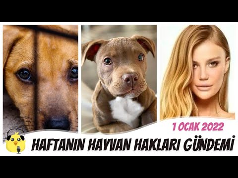 Haftanın Hayvan Hakları