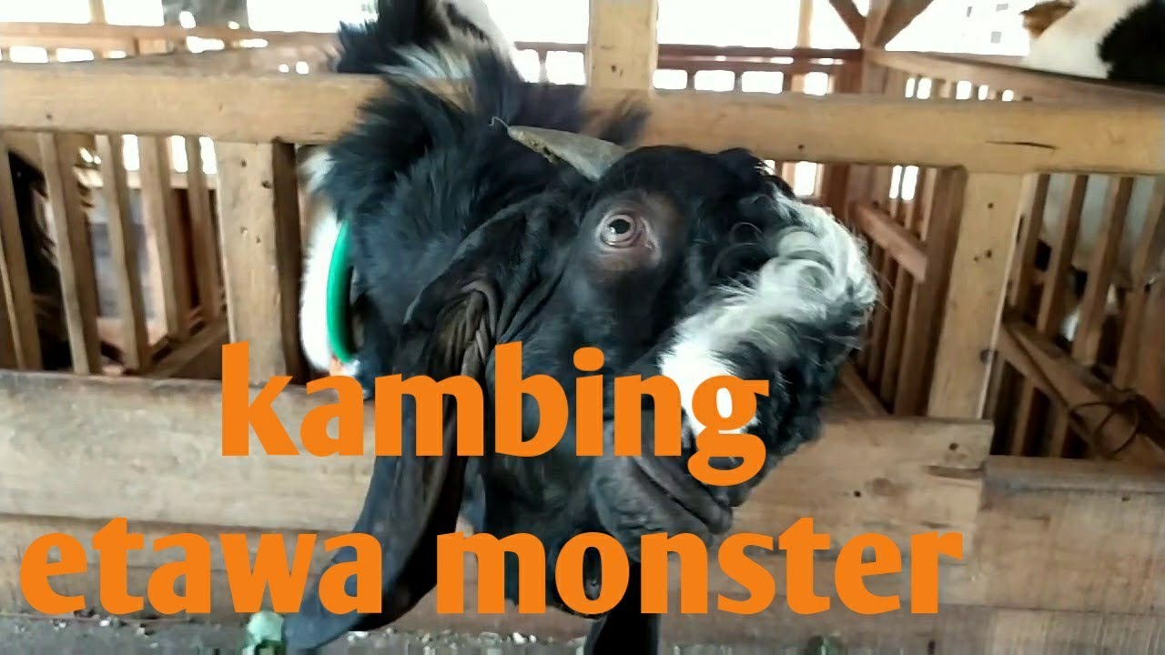 Kambing etawa super besar 