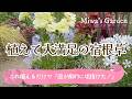 【おすすめ宿根草*植えて大満足9選🌺】秋に植えたい!丈夫で庭が劇的に垢抜けるおしゃれな草花|ガーデニング・庭づくり