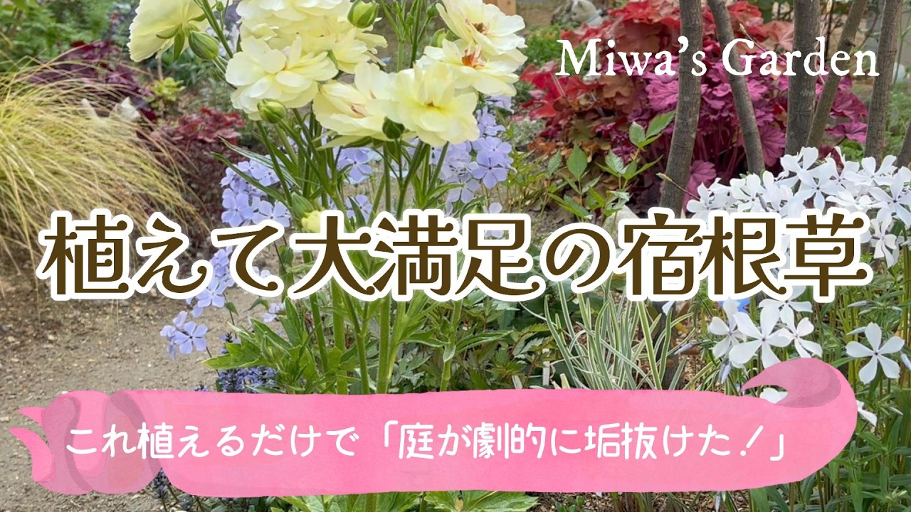 ガーデニング🌿春から初夏の庭づくり💙】神秘的な青花で庭をおしゃれに