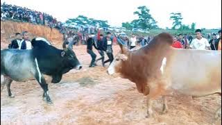 Satya Dapmain  Vs Stem B.Shadap || Iadaw Masi || Iatur Masi || #bullfight