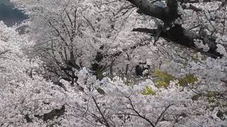 1080401 河東十里櫻花路 -1(2)