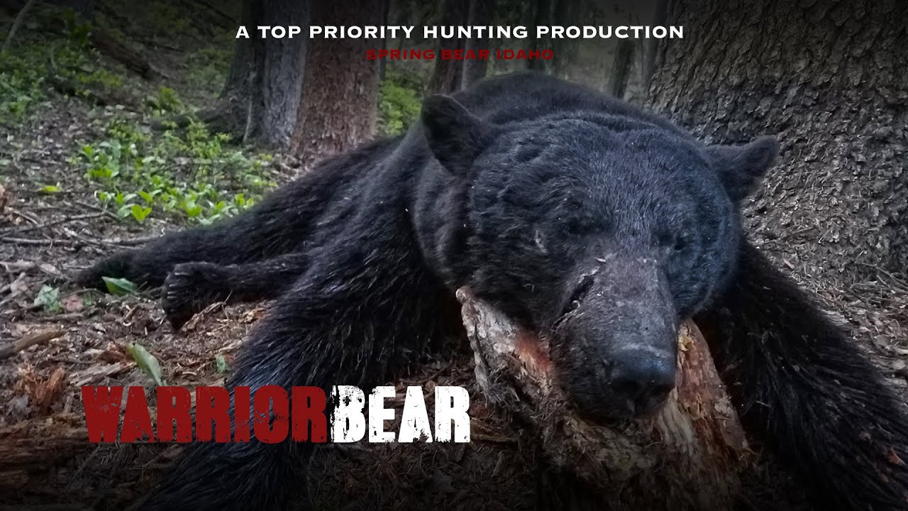 Idaho Spring Bear Hunt Warrior Bear YouTube