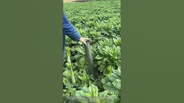 From Leaf to Feed : Smart Stripping Revolutionizes Stem Lettuce Harvesting