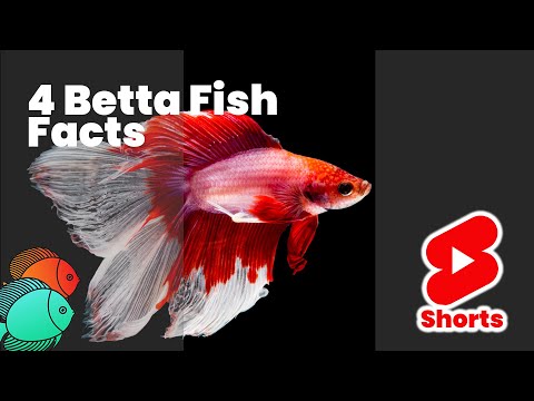 Vidéo: Poisson rouge vs Betta Fish Care et faits