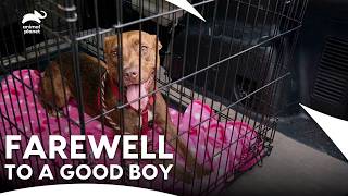 Drama At Villalobos Rescue Center | Pit Bulls & Parolees S2 E12