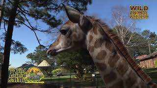WAW- Meet Our Baby Giraffe
