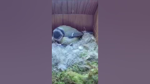From empty nest to first egg in less than 8 minutes! - BlueTit nest box live camera highlights 2021