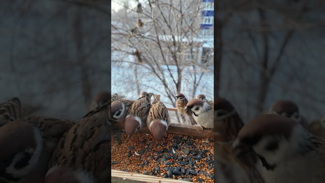 Кормушка на окне зимой         #birds #sparrow #birdcam #nature