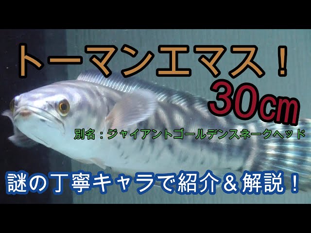 レア魚・トーマンエマスをとても丁寧に撮影！ 簡単解説付き【熱帯魚