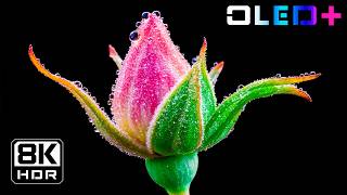 Beautiful Flower HDR Video | Stunning 16K HDR 60FPS Dolby Vision | 4K Video/8K Ultra HD TV