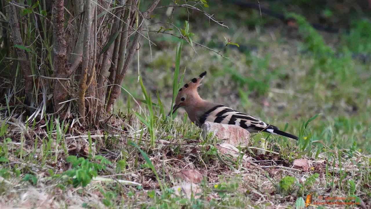 Wiedehopf im Garten Hoopoe in Garden YouTube