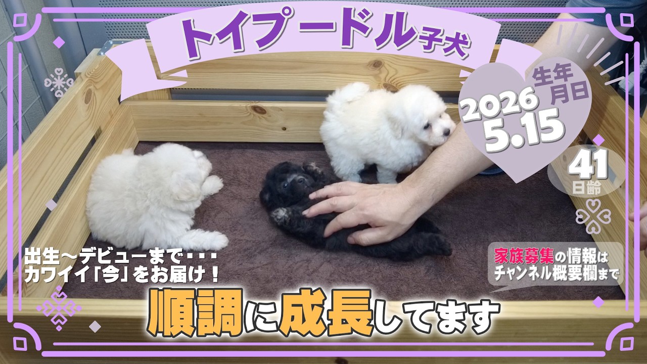 トイプードル【滋賀県・女の子・2026年5月15日・ホワイト系】ふわ