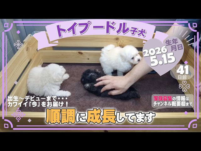 トイプードル子犬｜2026.5.15生（41日齢）｜ホワイト・グレー｜女の子