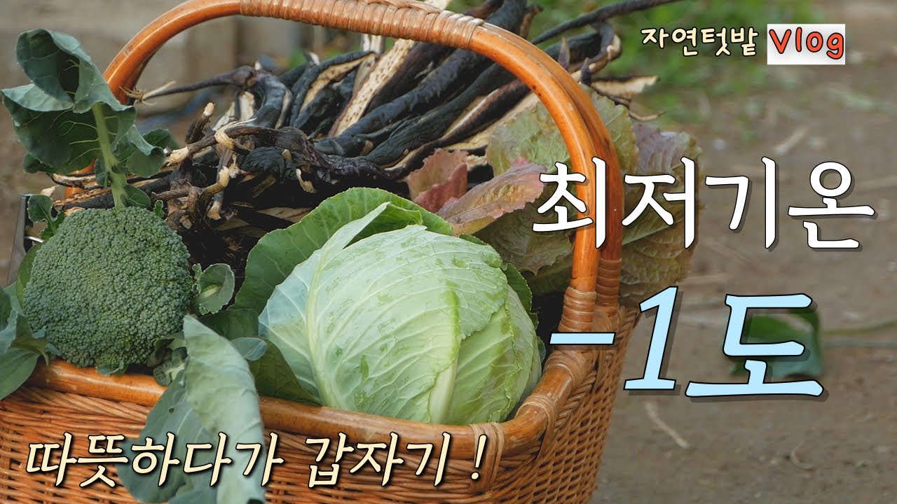 [4 октября] Приготовление кимчи из домашнего перца чили / Влог «Натуральный сад»