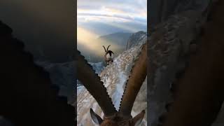 Mountain Goat Pov Every Step Is A Life-Or-Death Decision