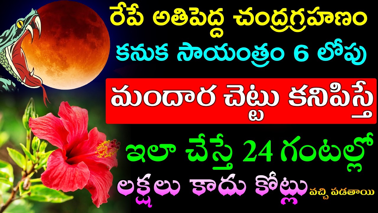 రేపే అతిపెద్ద చంద్రగ్రహణం కనుక సాయంత్రం 6 లోపు మందార చెట్టు కనిపిస్తే ఇలా చేయండి లక్షలు కాదు