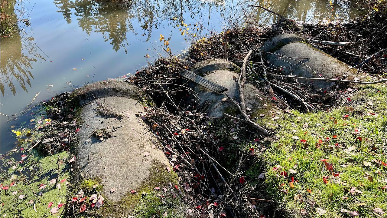 Unclogging Culvert Clogged by Beavers