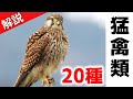 超入門！日本の猛禽類20種【解説】