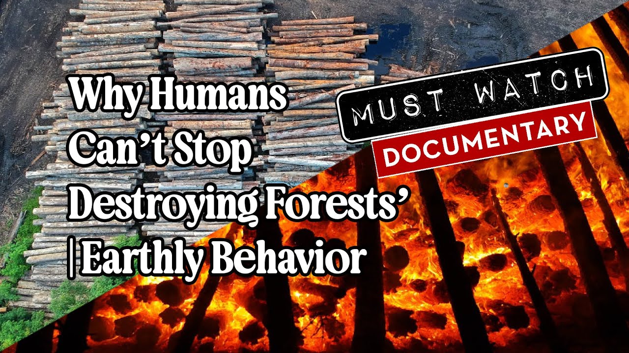 Why Humans Can’t Stop Destroying Forests | Earthly Behavior Documentary