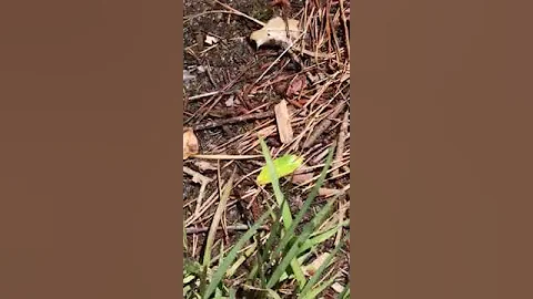 Are they toads or frogs?