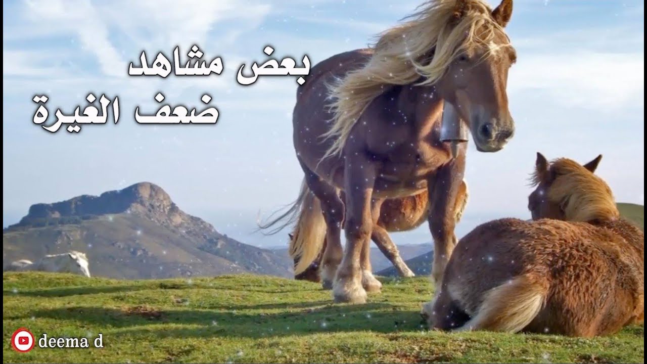 كيف كانت غيرة الصحابة ؟ واين ذهبت غيرة الرجال اليوم ؟ / د. خالد السبت