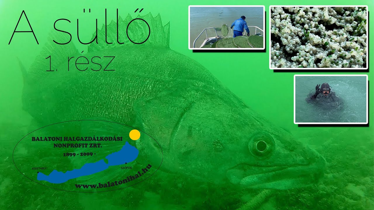 Megújuló balatoni halállományok - A süllő, 1. rész