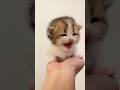 #cat #kitten 🥰♥️
