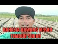 Pengolahan lahan bawang merah